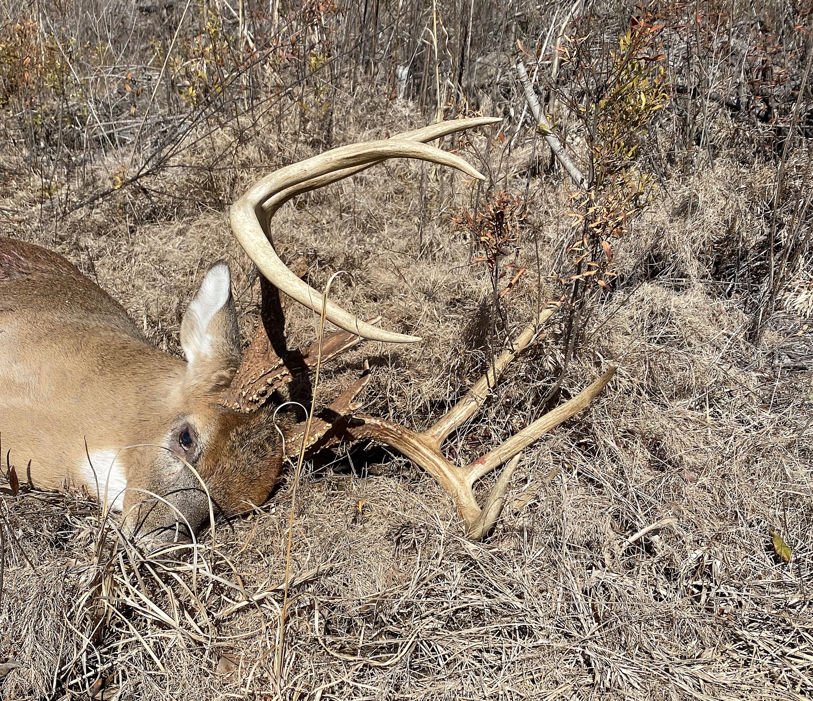 Big cheap bucks dead